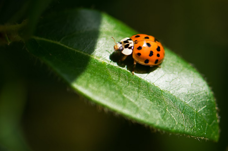ladybugs
